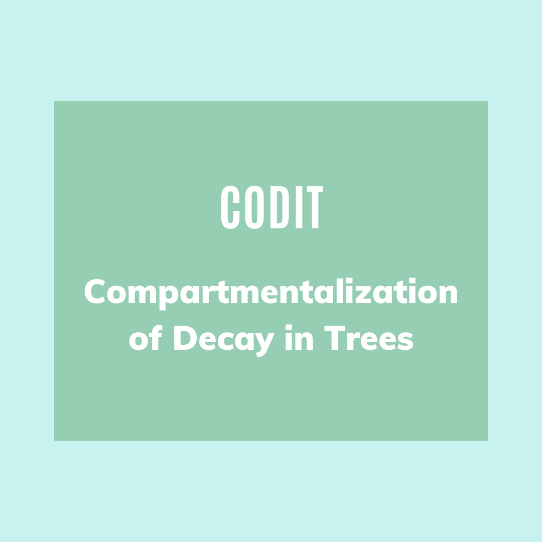 image of acronym CODIT explained