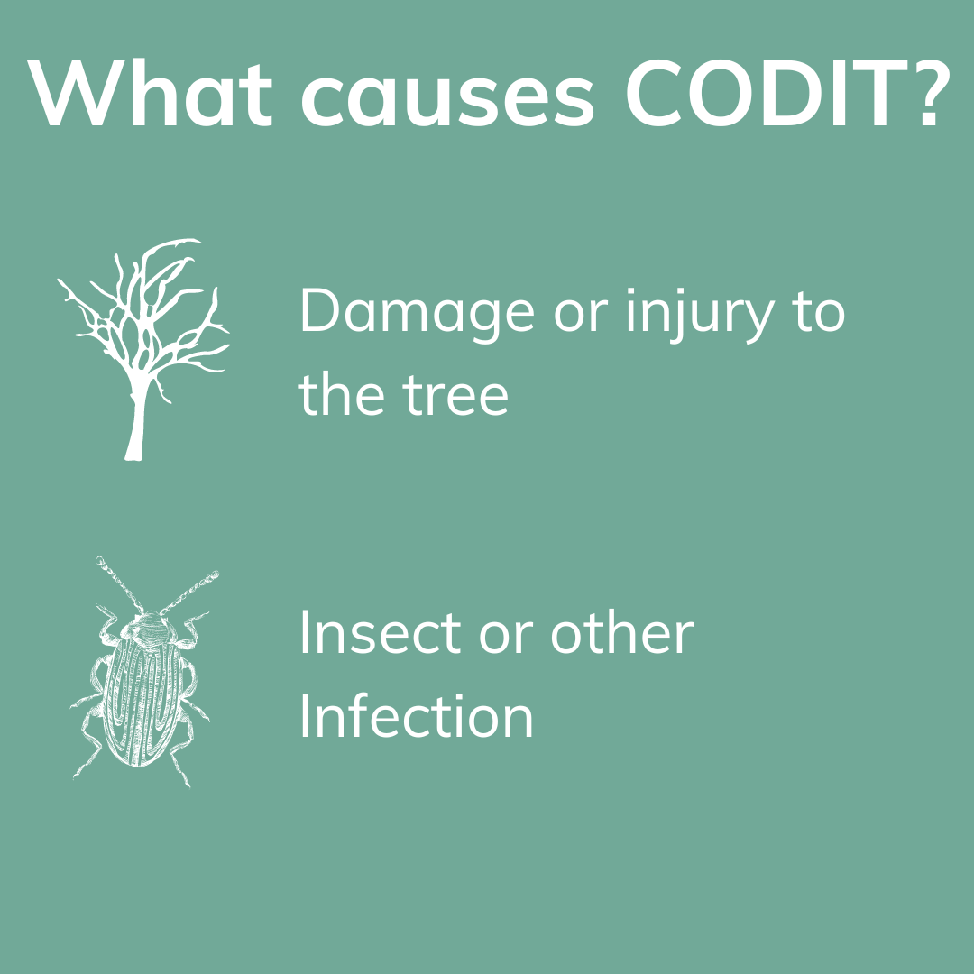 infographic of 2 things that cause codit: damage, infestation
