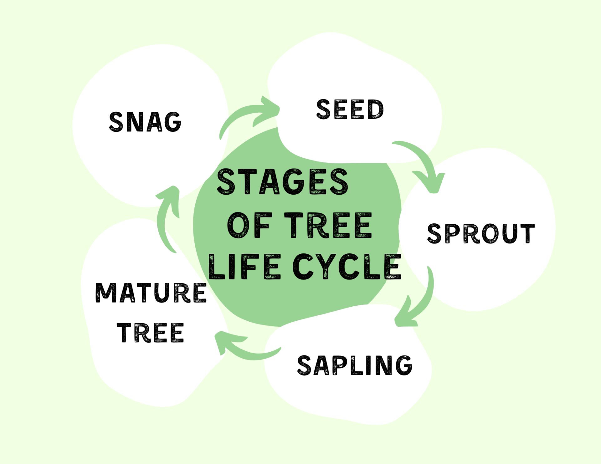 infographic on tree life cycle