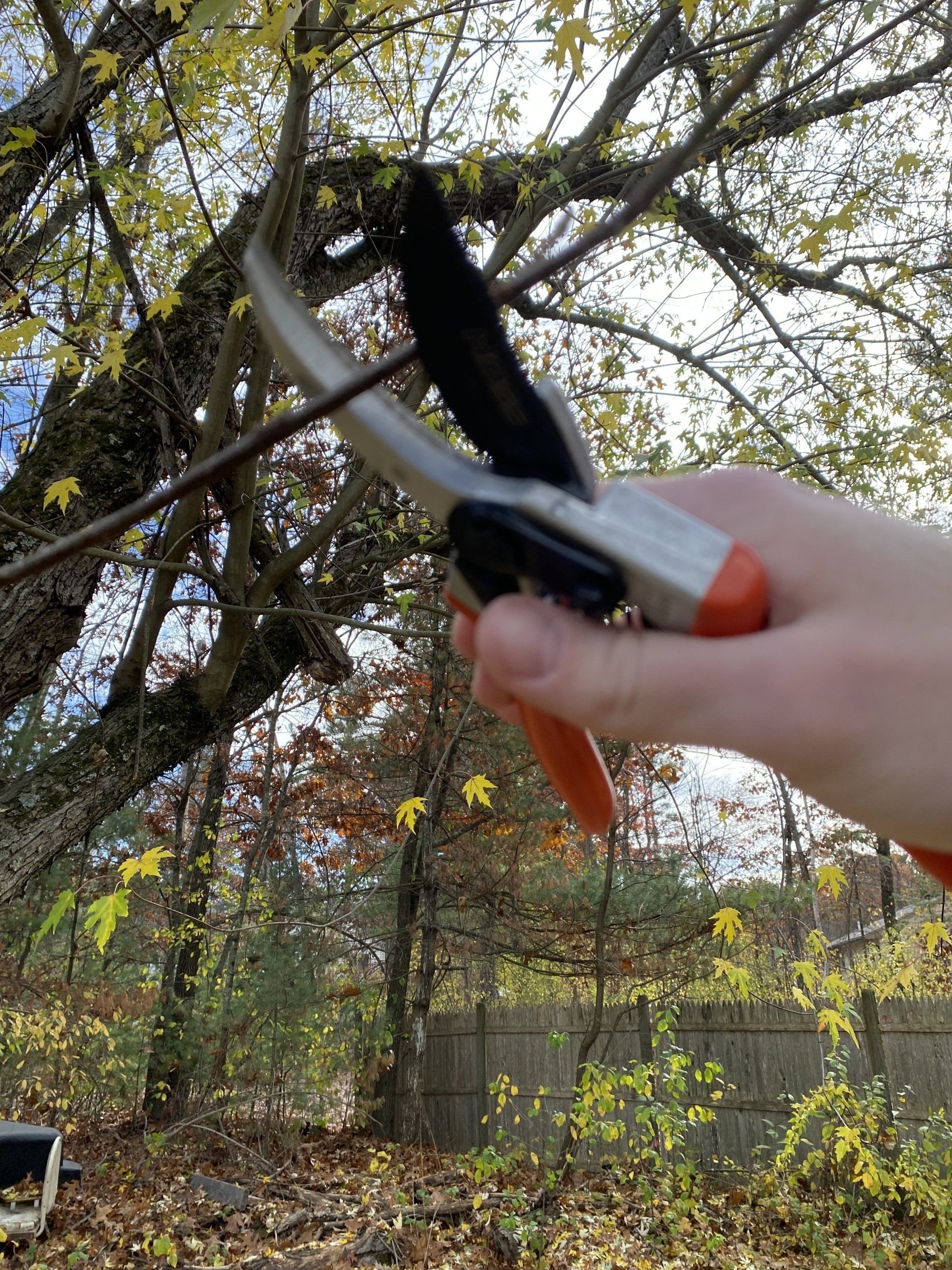 how-often-should-trees-be-trimmed-the-definitive-guide-for-trees