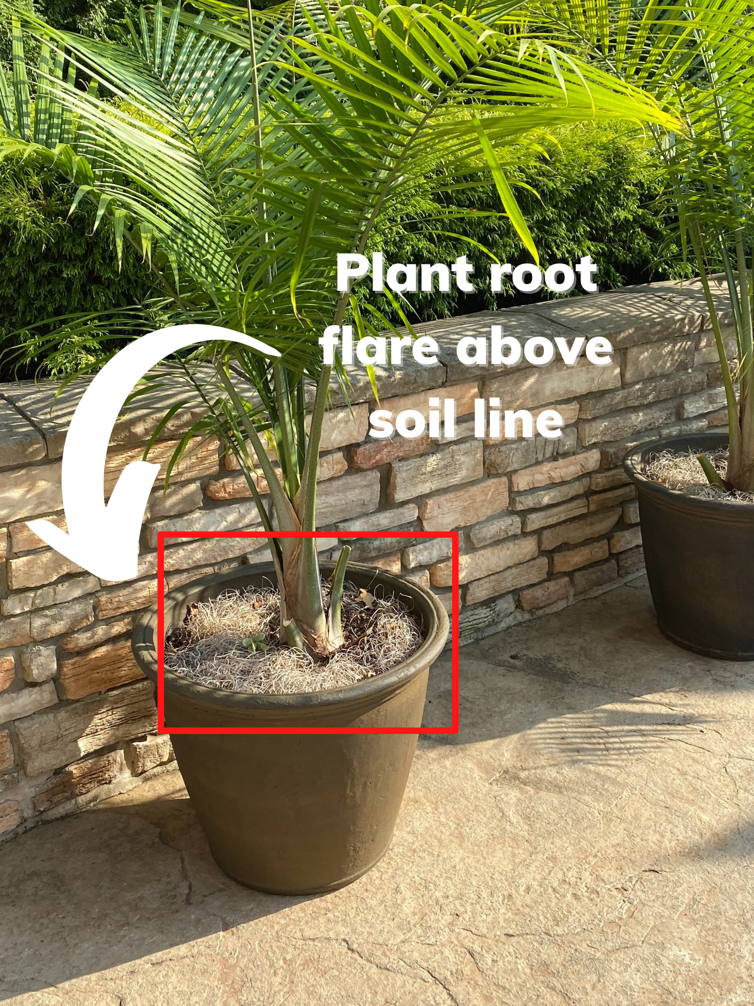 plant root flare above soil line