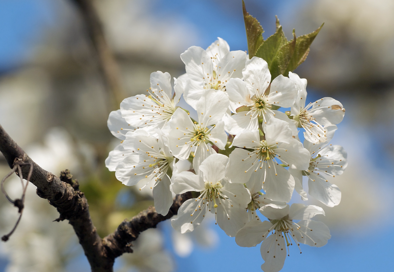 bali sour cherry