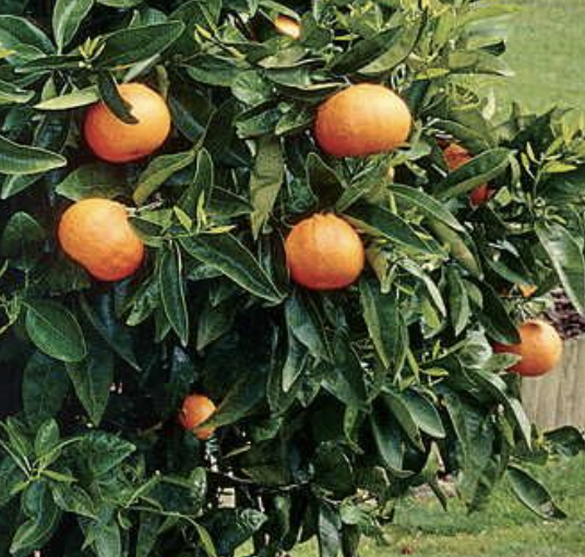 navel orange tree care