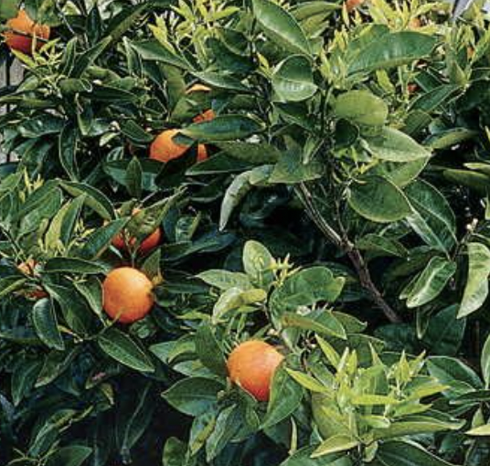 navel oranges blossoming on a tree