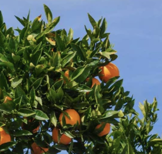 navel oranges on tree in front of blue sky