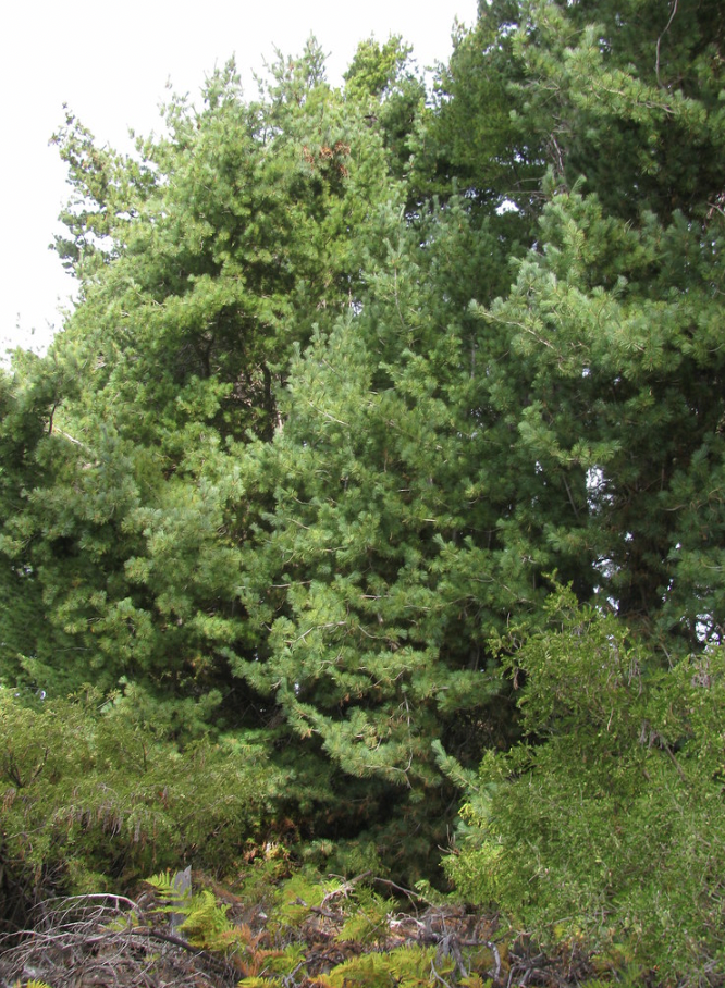 pine trees in illinois