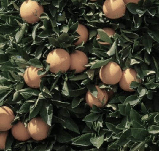 greyed out navel oranges
