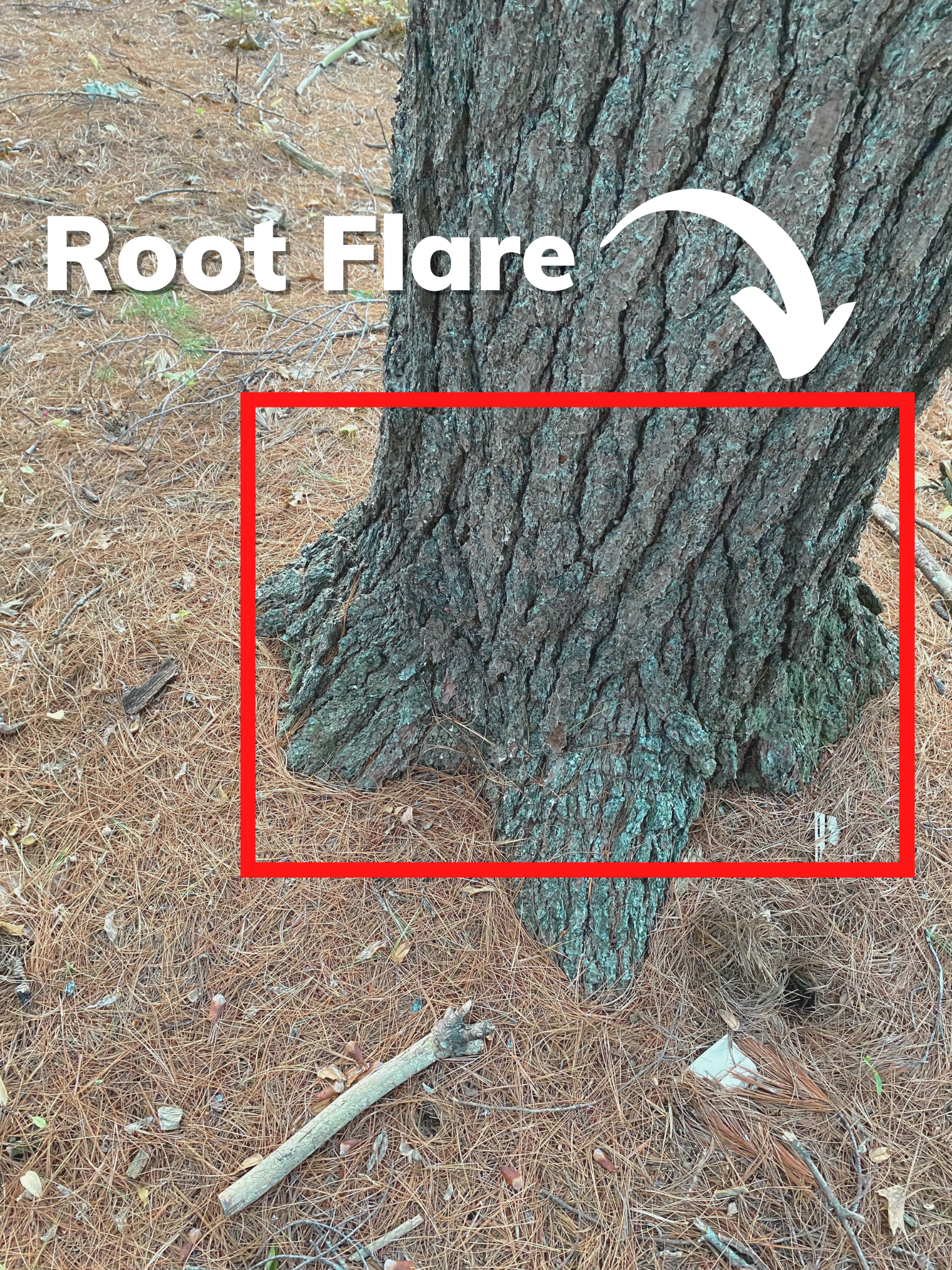 root clare identified on forest tree