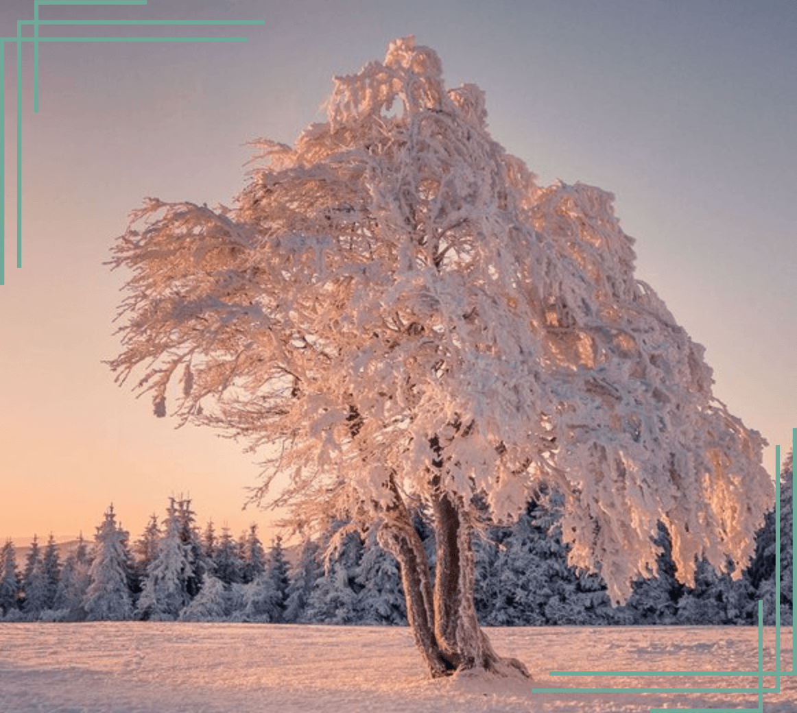 tree with foliage covered in snow on snowy landscape