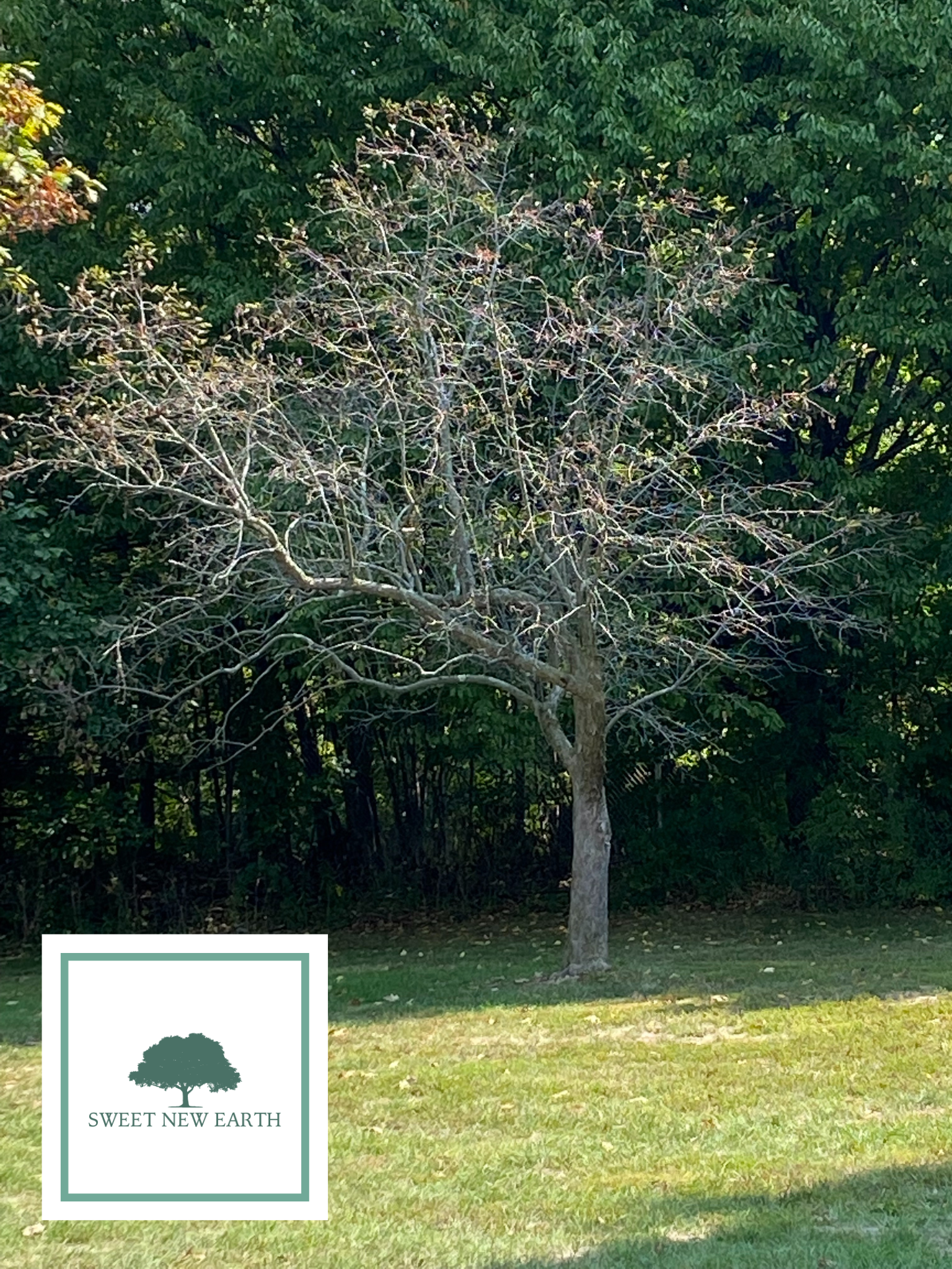 how to fix a badly pruned tree