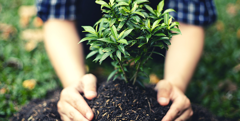 planting a young sapling into the earth