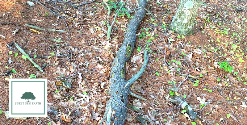 deadwood from badly pruned tree