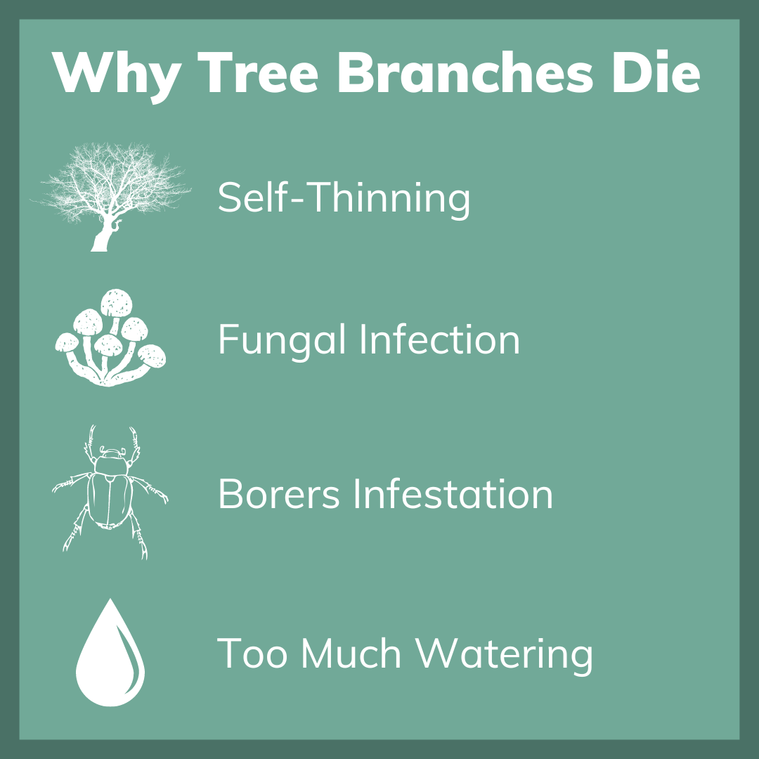 4 reasons why your tree branches are dying