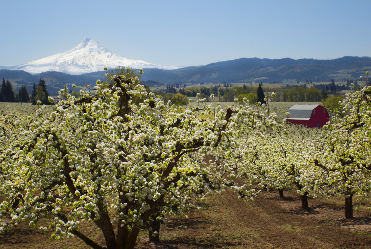 orchard irrigation