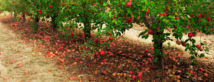 best fertilizer for apple trees
