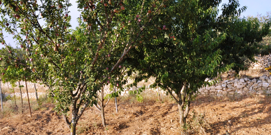 apricot tree care