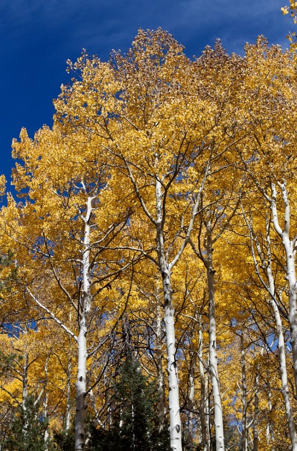 aspen trees