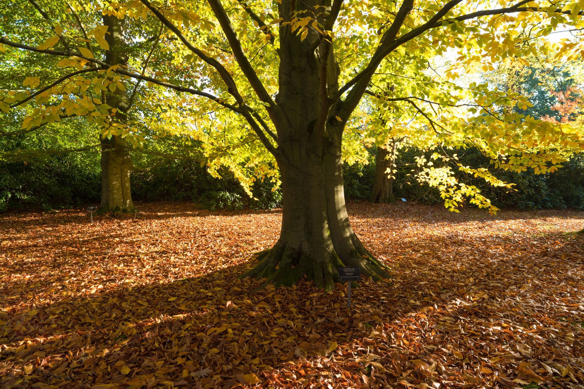 beech tree in a garden