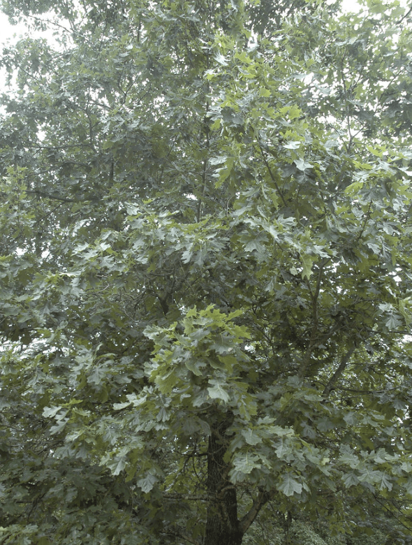 bark oak