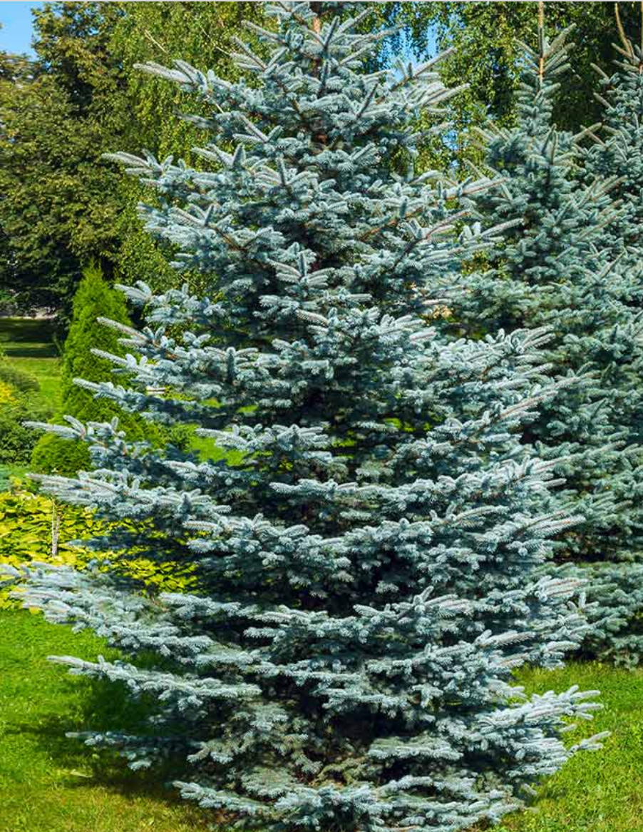 blue spruce tree care
