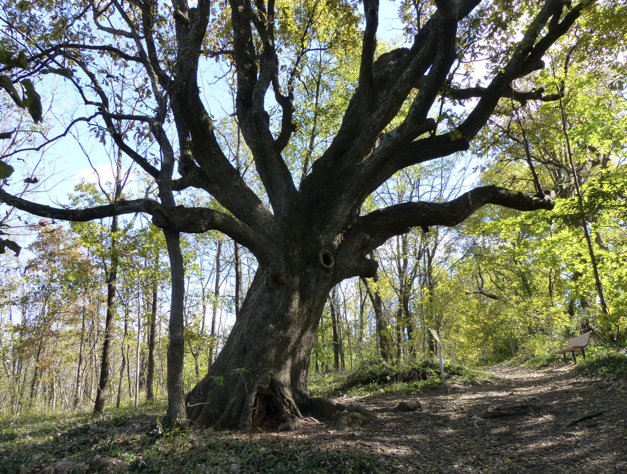 best oak trees in maine