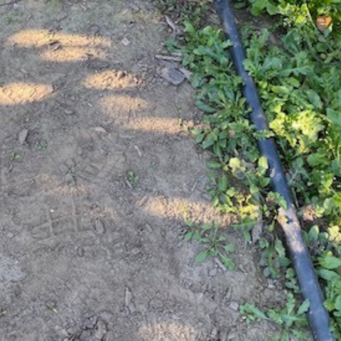can you bury drip irrigation lines
