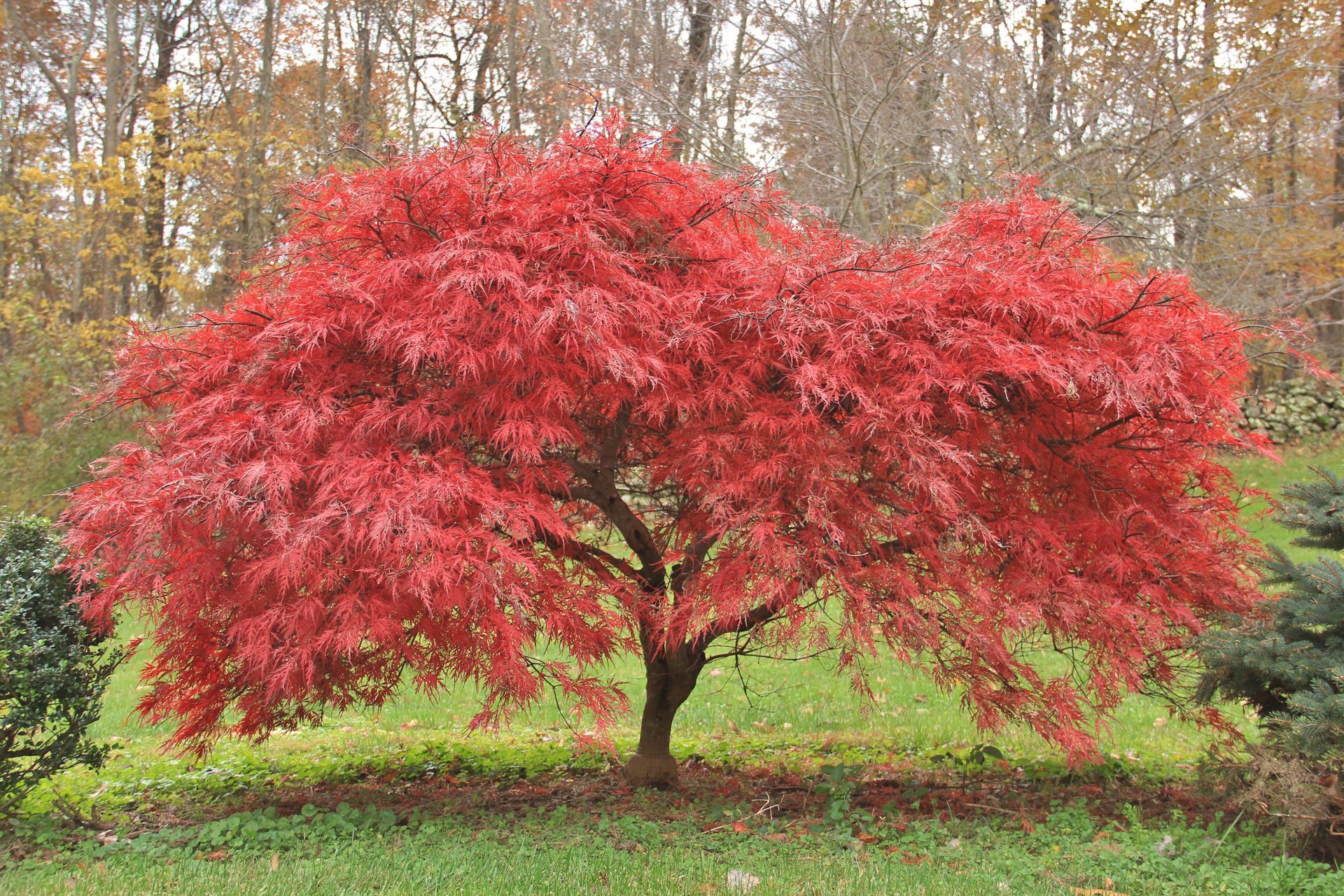 caring for japanese maples