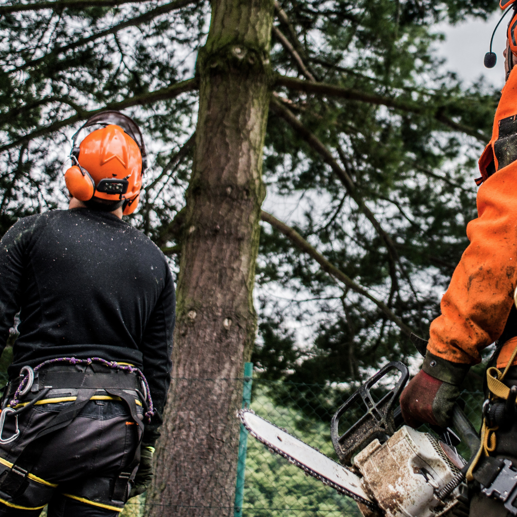 two men wearing helmets and ear muffs are cutting a tree with a chainsaw