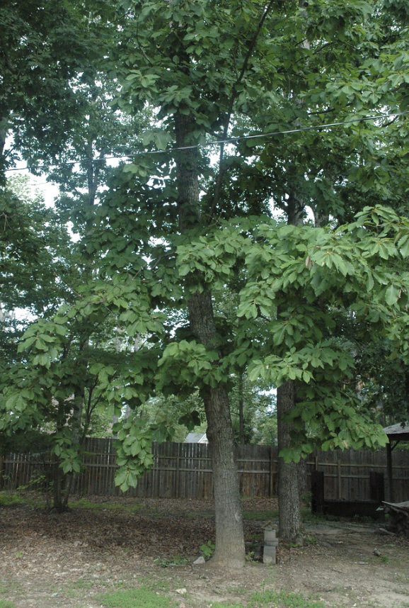chestnut oak