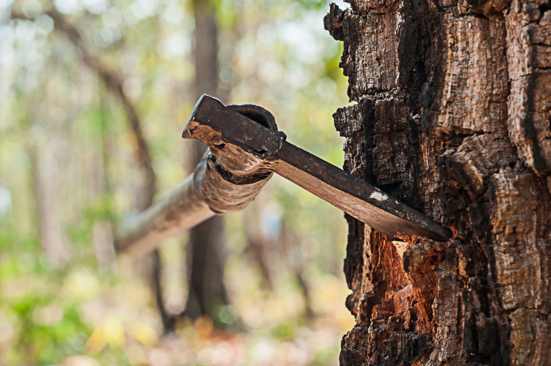 How To Fell A Tree With An Axe