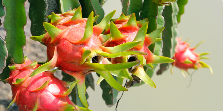 dragon fruits