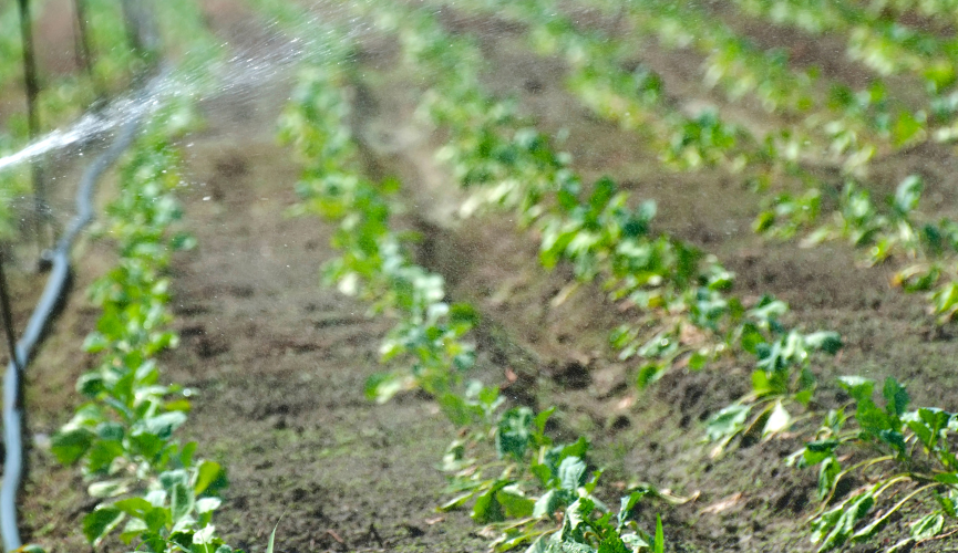 Can You Bury Drip Irrigation Lines?