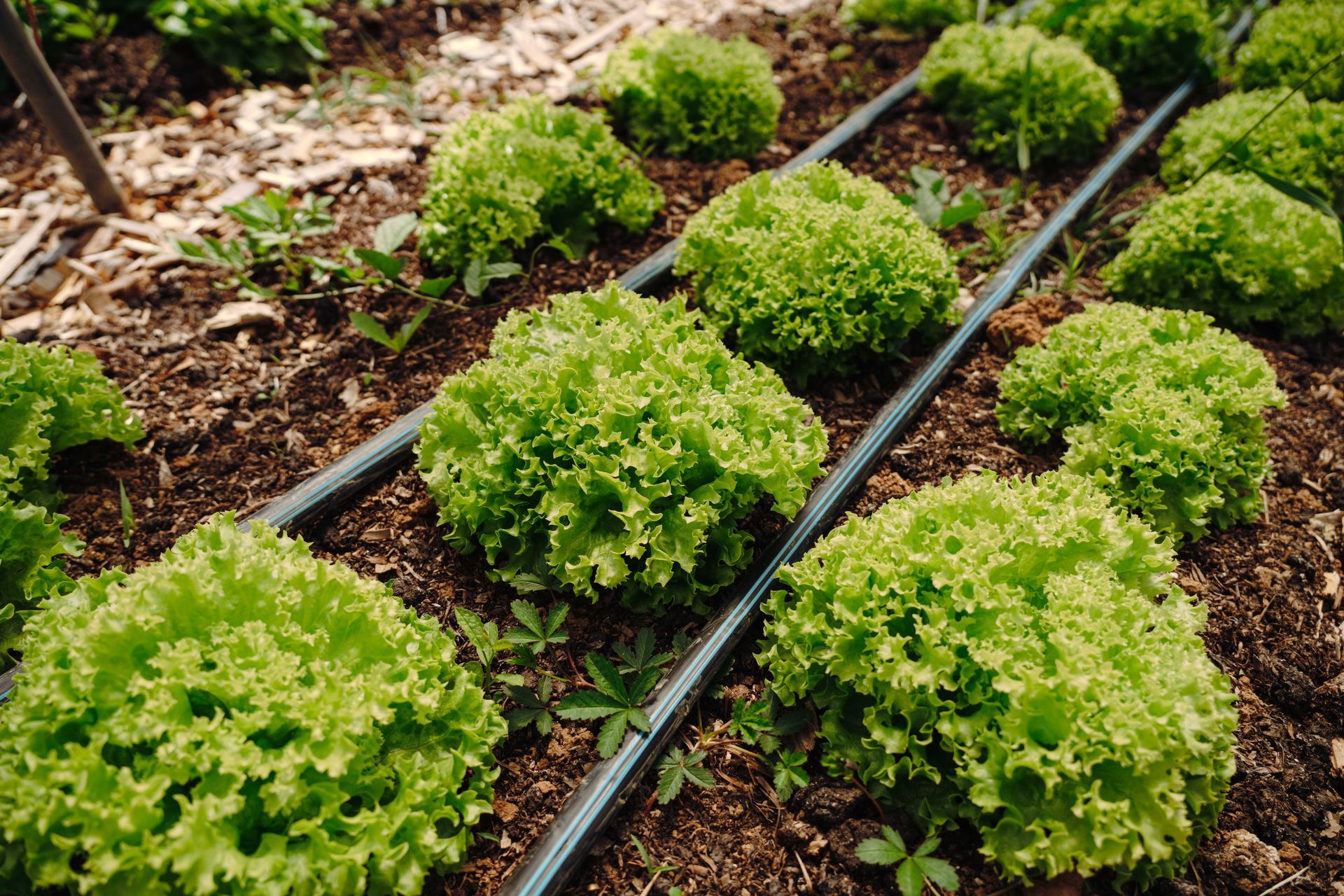 drip irrigation on lettuce