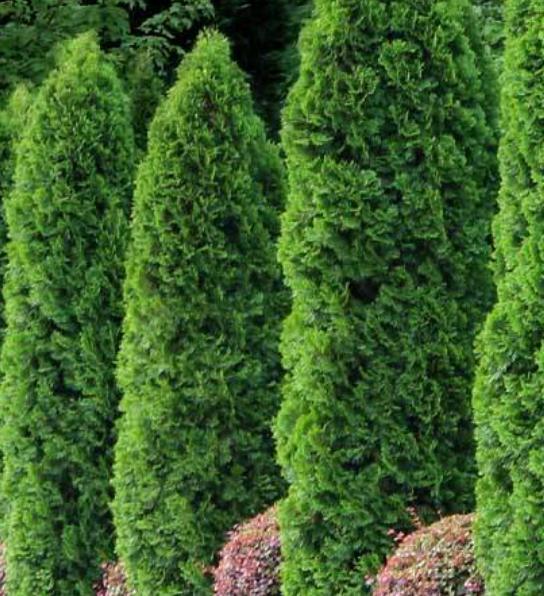 best privacy trees for front yard evergreens