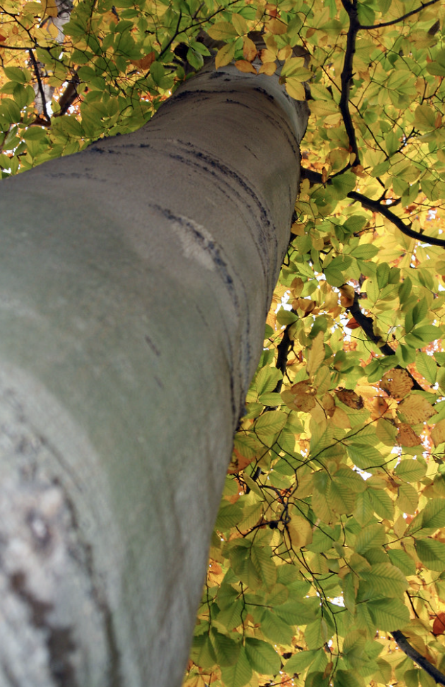 american beech