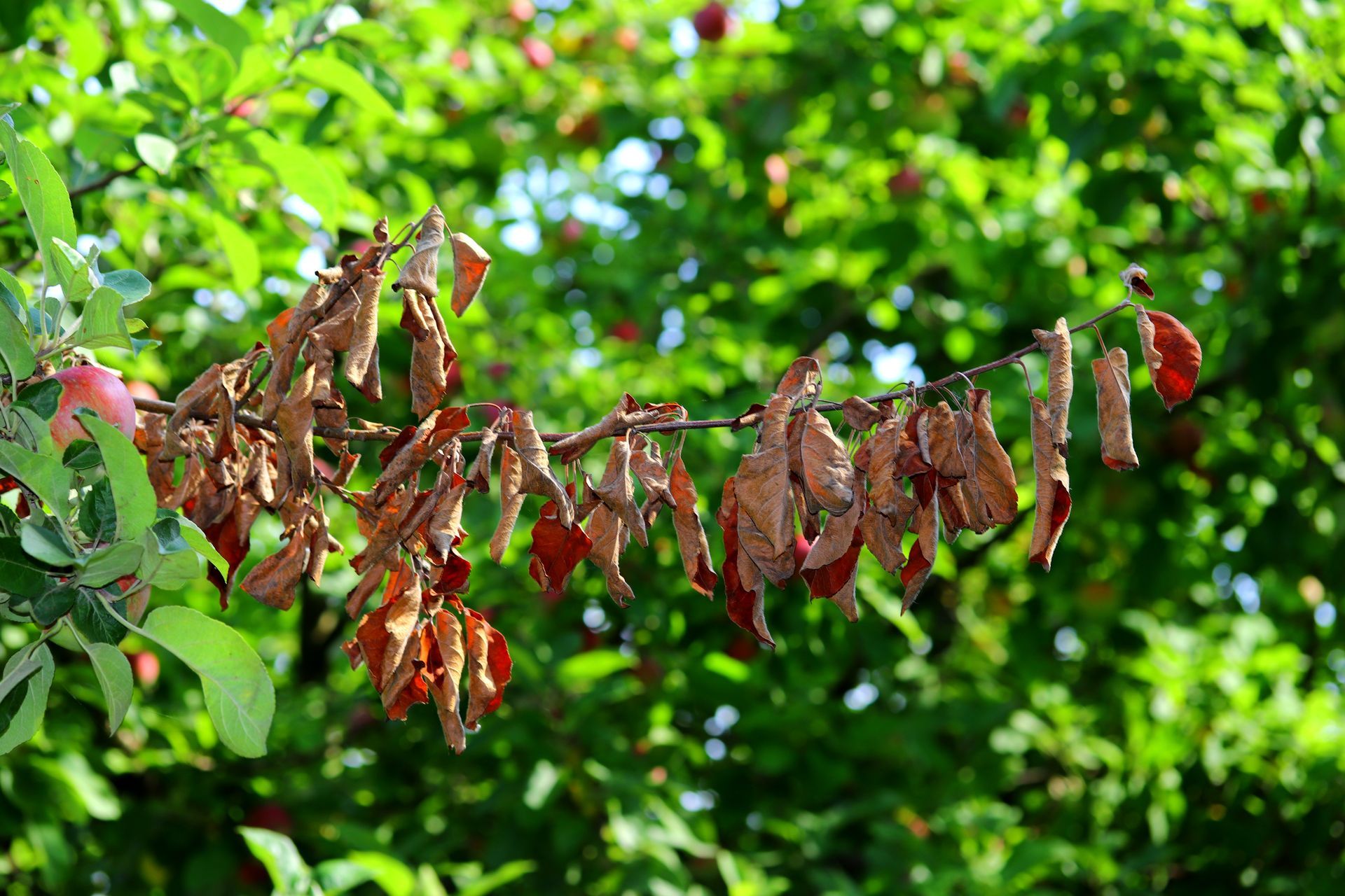 fire blight on crab apple