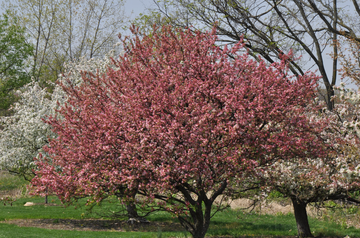 tree care for flowering crab apples