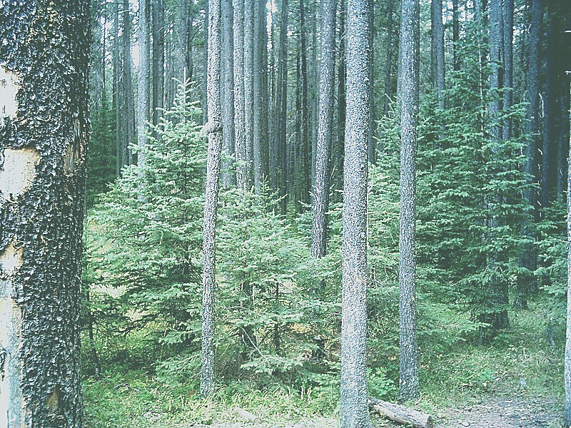 A lovely photo of a forest