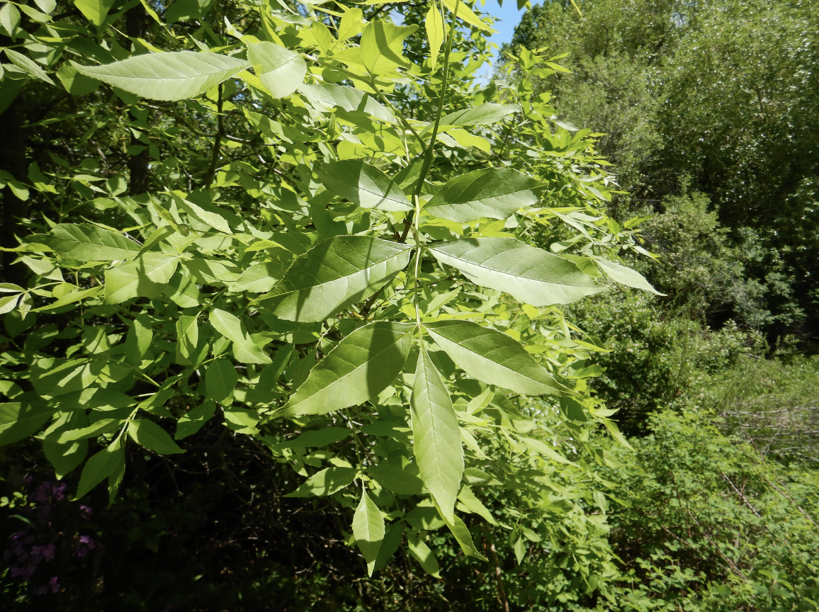 white oak (quercus alba) bark