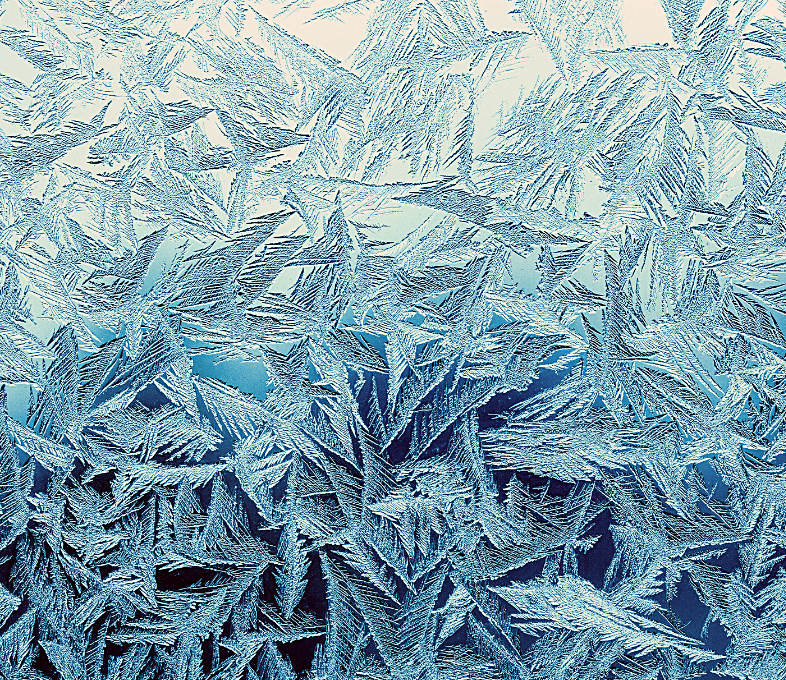 frosty blue leaves