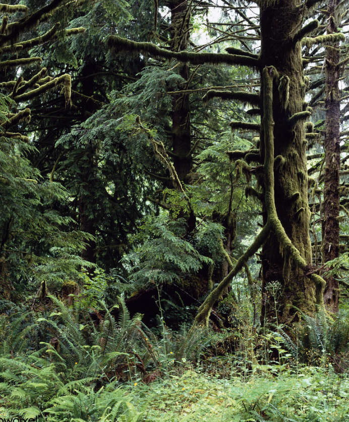 green giant arborivitae