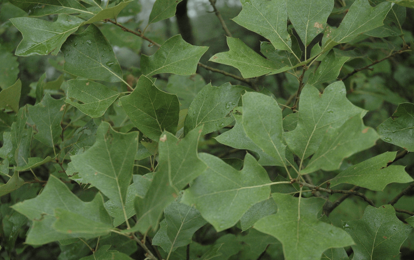bear oak