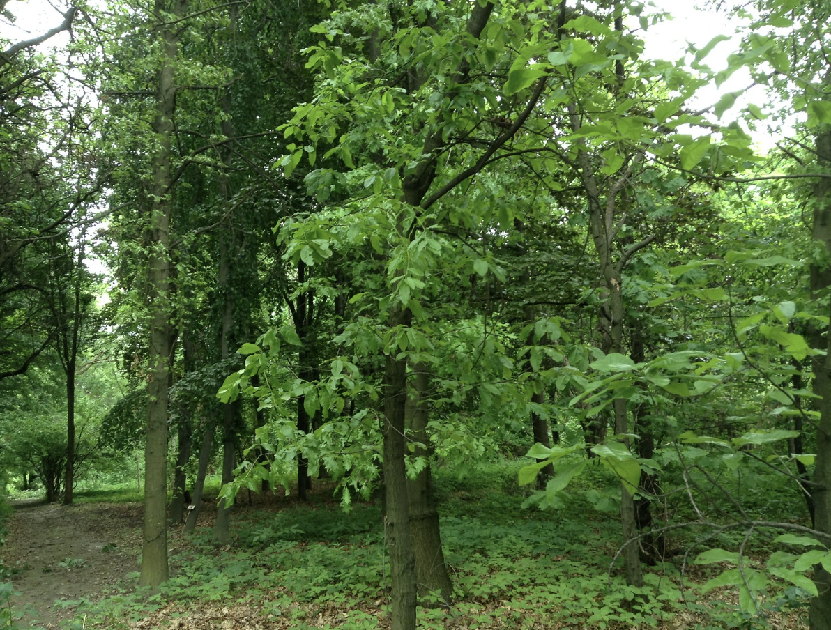 quercus imbricaria