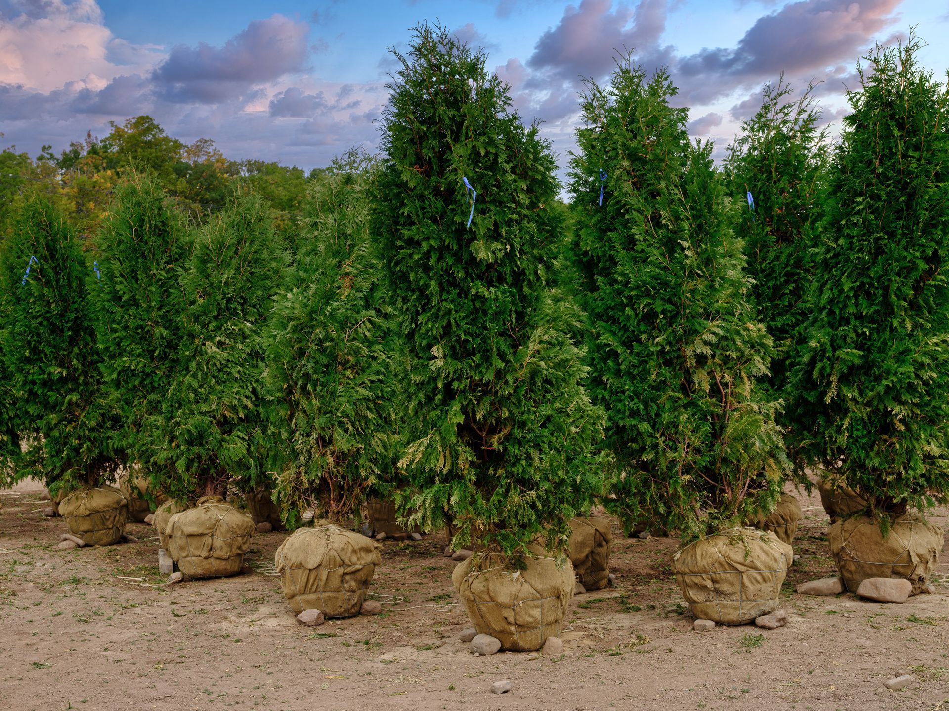 emerald green arborvitae