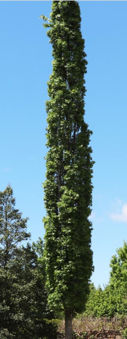 large gum tree