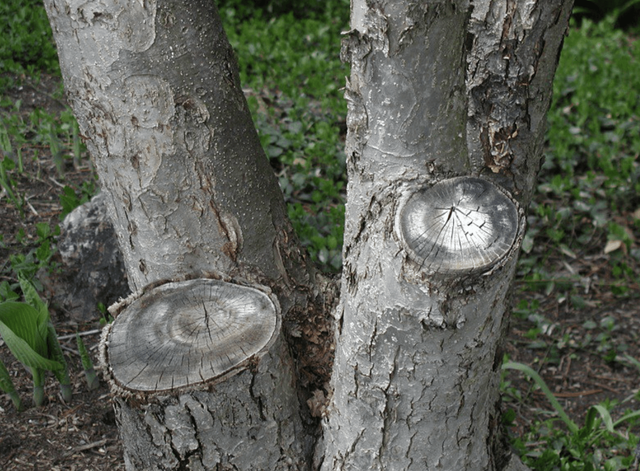 Should I cover large pruning wounds with a tree wound dressing