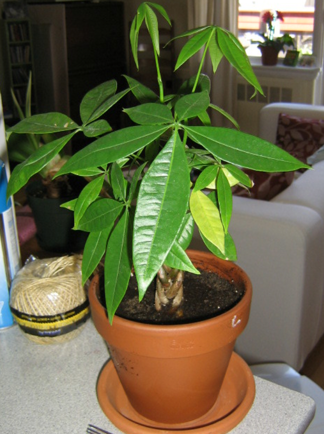 small money tree