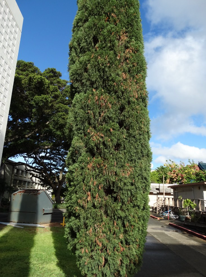 italian cypress tree