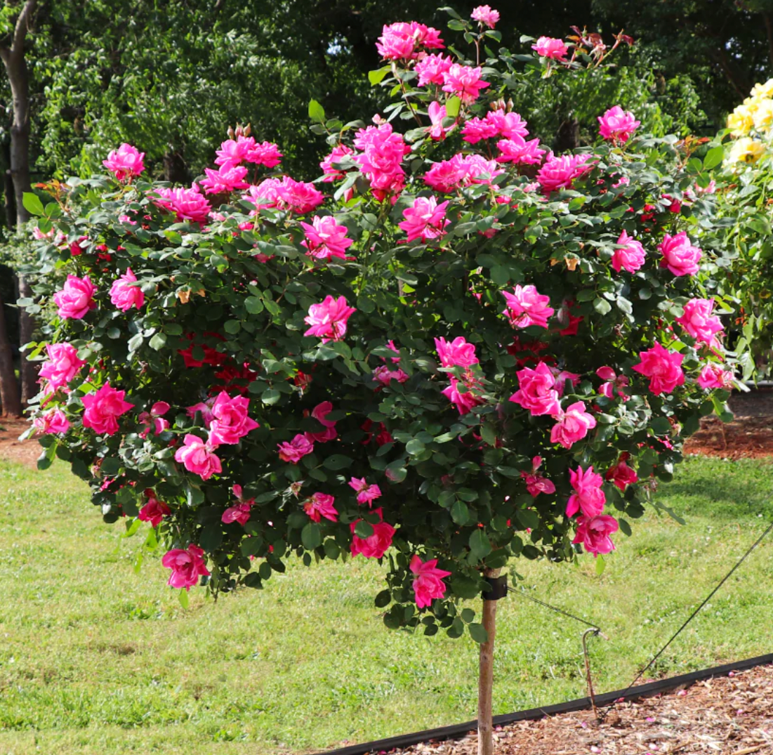 rose tree care