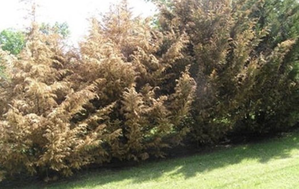 leland cypress